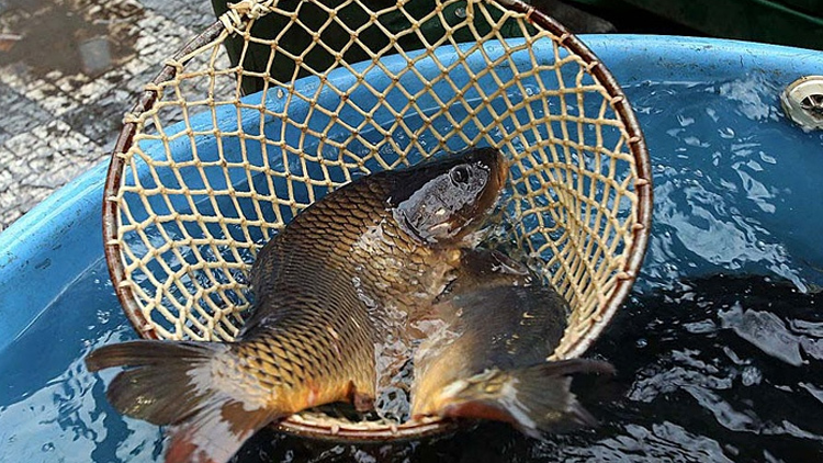 Zákaz prodeje kaprů se nelíbí