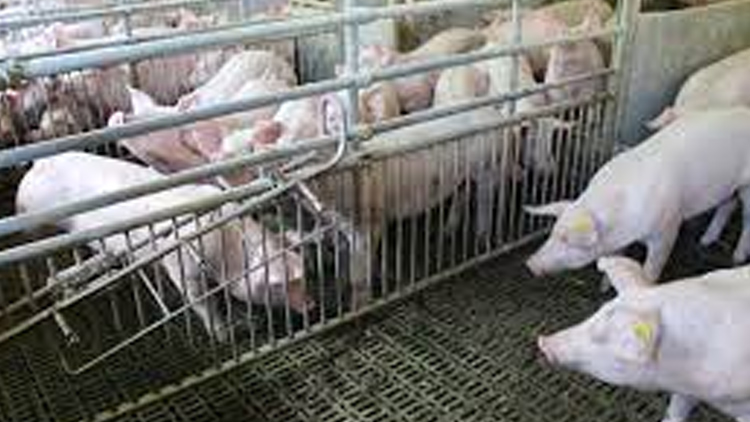 Nová výkrmna prasat