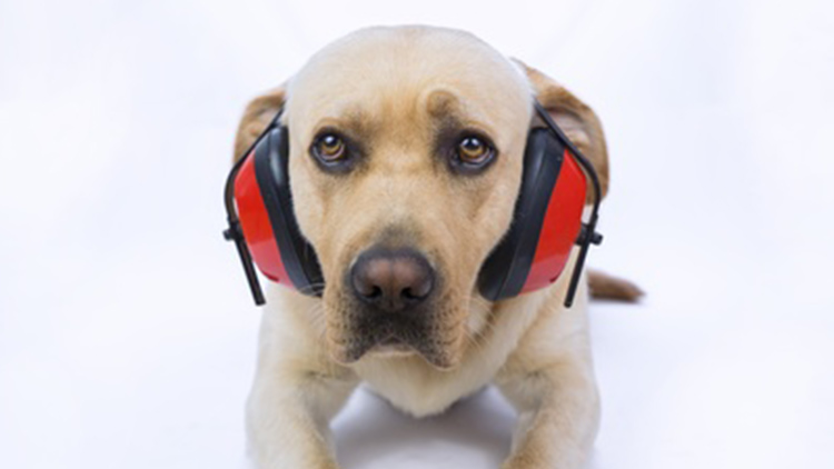 Lidé se veselí, zvířata šílí strachy