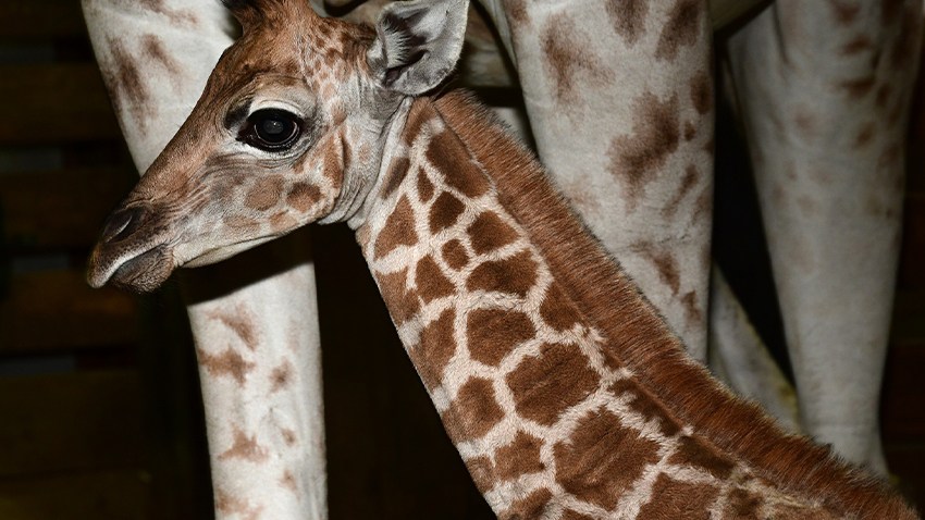V Zoo Olomouc přivítali dlouhonohého Nicka