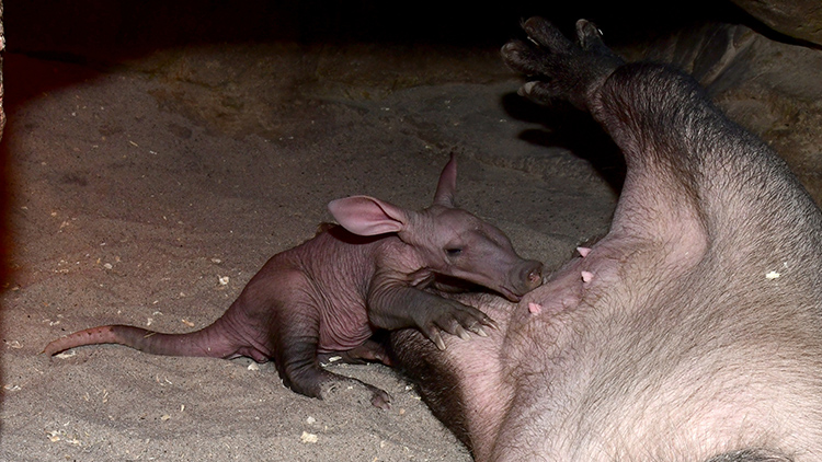 V Zoo Olomouc počítají zvířata.Nechybí nějaké?