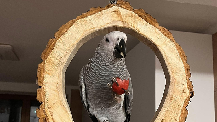 Hledá se Lorinka  Odměna je 20 tisíc