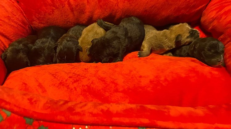 AKTUALIZOVÁNO: Štěňátka v mrazu pohodil v krabici od bot. Na záchranu bylo pozdě