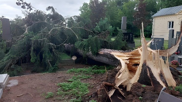 V Prostějově  zpívají  motorové pily