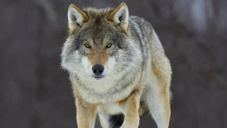 AKTUALIZOVÁNO: Vlci se už prohání i na Prostějovsku!