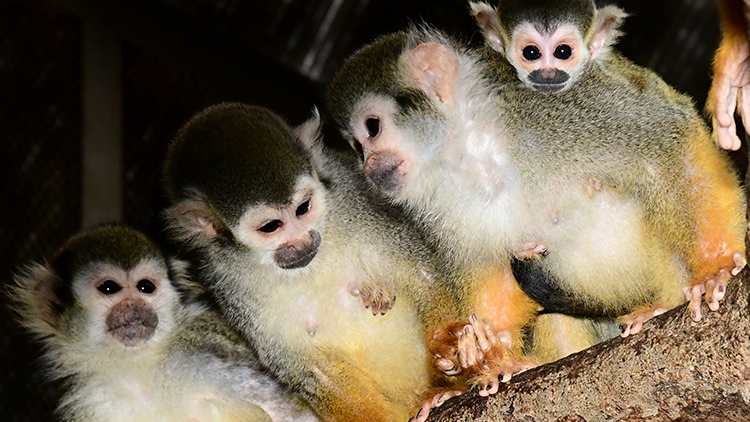 Prvním mládětem roku 2025 je roztomilý kotul