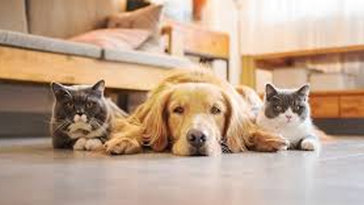 Pořízení domácího mazlíčka důkladně zvažte