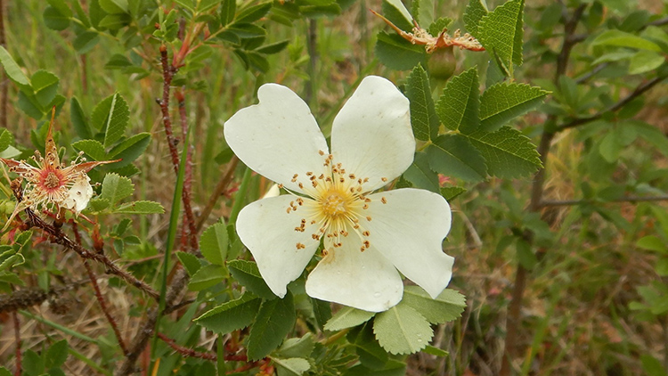 Na Kosíři roste vzácná růže