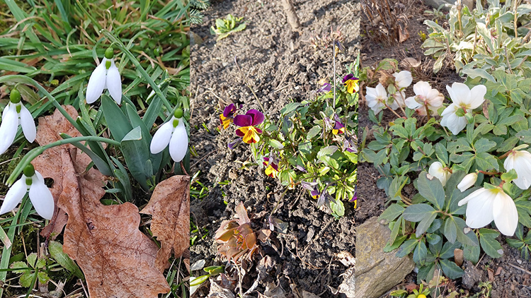 Zatím mrzne, až praští, ale...JARO SE BLÍŽÍ!