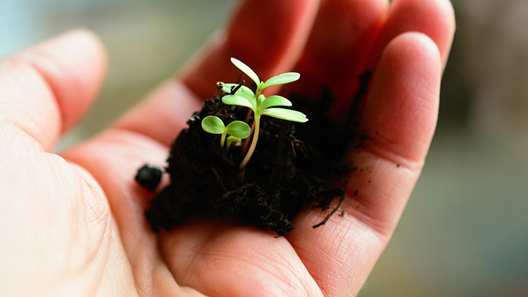 Nepropásněte šanci na bohatou úrodu zeleniny