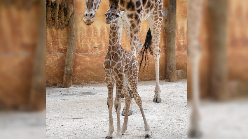 V Zoo Olomouc se narodila dlouhonohá kráska. Víte jaké má jméno?