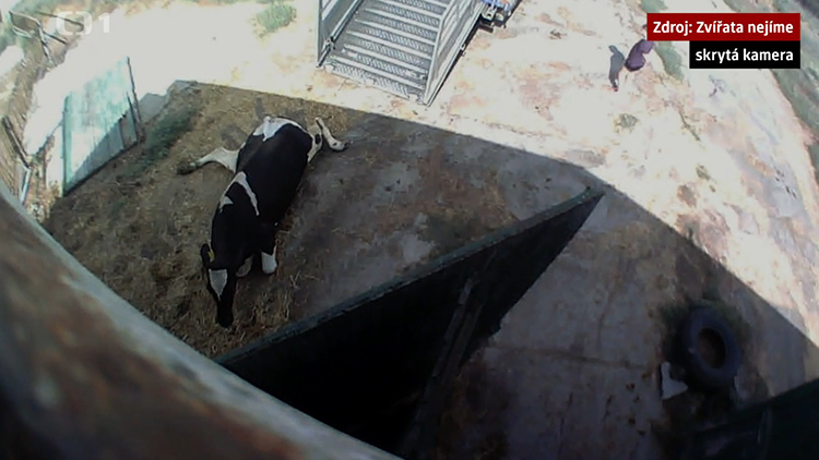 Ve vrahovickém družstvu týrali zvířata!