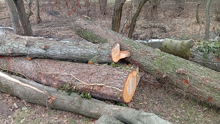 U Hloučely se kácely i letité stromy