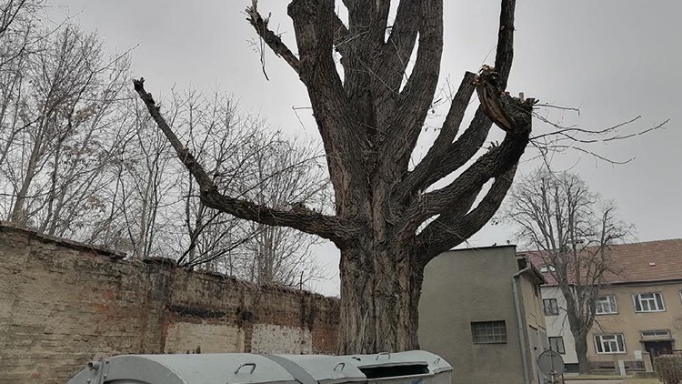 Majestátní kanadský topol  ŠEL TAKÉ K ZEMI