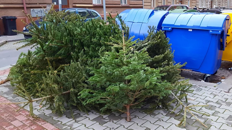 ilustrační foto Svoz  stromků se protáhl