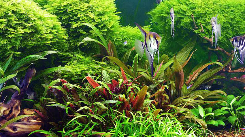 Když máte měkké srdce