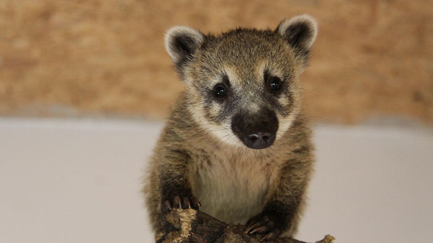 Domácím mazlíčkem je i nosál či obří šnek