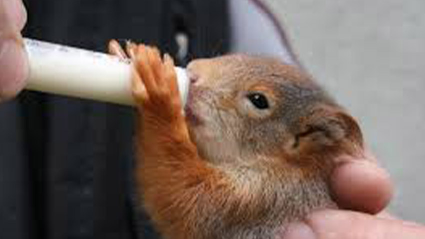 Prostějované darovali zvířatům v nouzi 24 tisíc