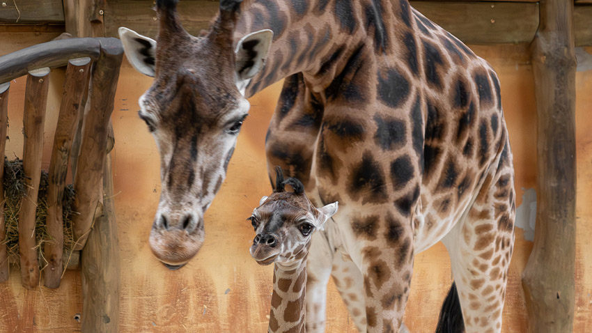 V Zoo Olomouc se narodila dlouhonohá kráska
