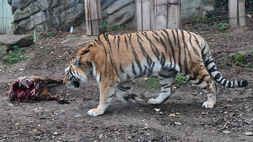 Krmivo loni stálo Zoo osm milionů