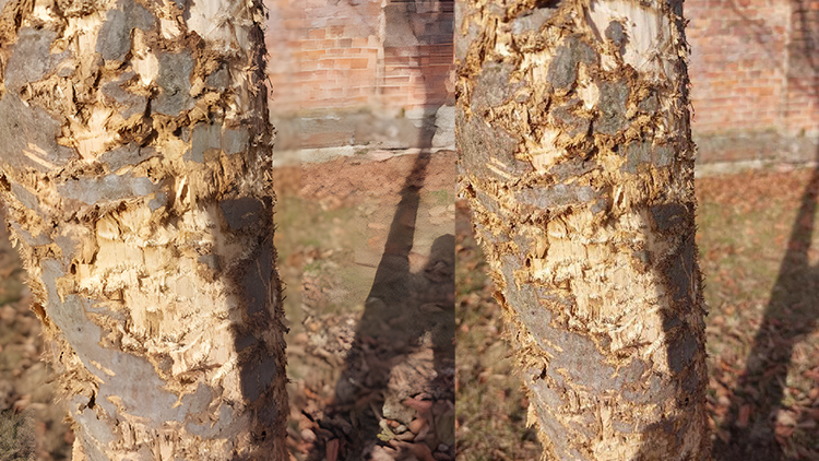 Foto Krystýna Bohatová VANDAL SE VYŘÁDIL  na stromech v Lidické! Neviděl ho někdo?