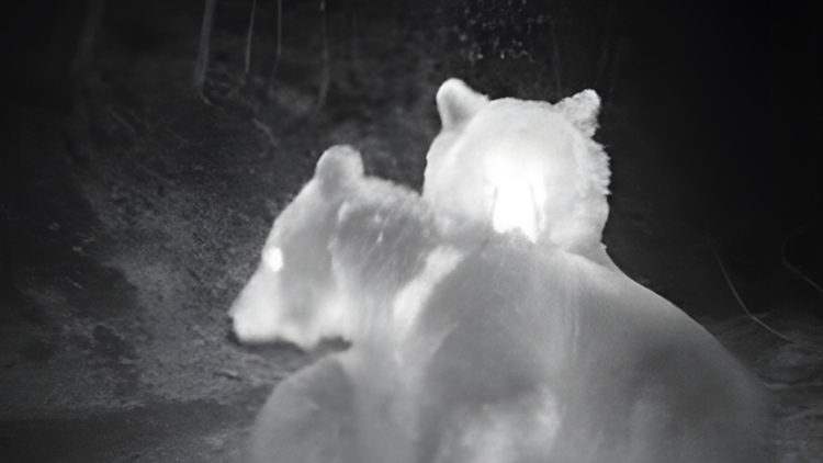 Foto Krystýna Bohatová V Benýškových lesích  jsou prý medvědi!