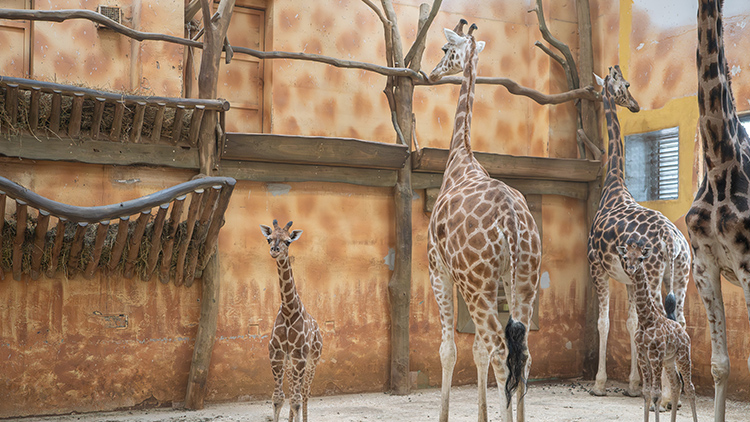 V Zoo Olomouc zažívají žirafí boom
