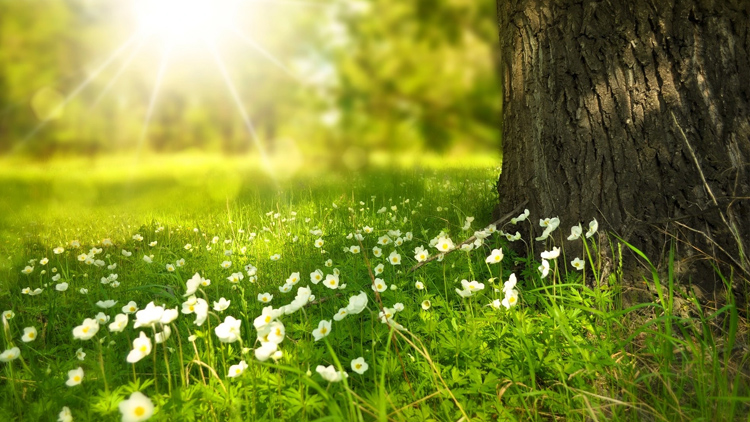 Březen, jaro, slunce, zahrádka