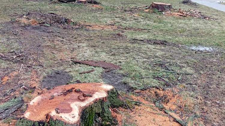 Foto Krystýna Bohatová Jilmy horské uschly,  MUSELY PADNOUT