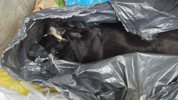 Foto Krystýna Bohatová AKTUALIZOVÁNO: Mrtvolku Zuzanky  hodil do kontejneru!