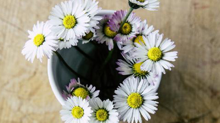 Uvařte si sedmikráskový  sirup plný jarních vitamínů