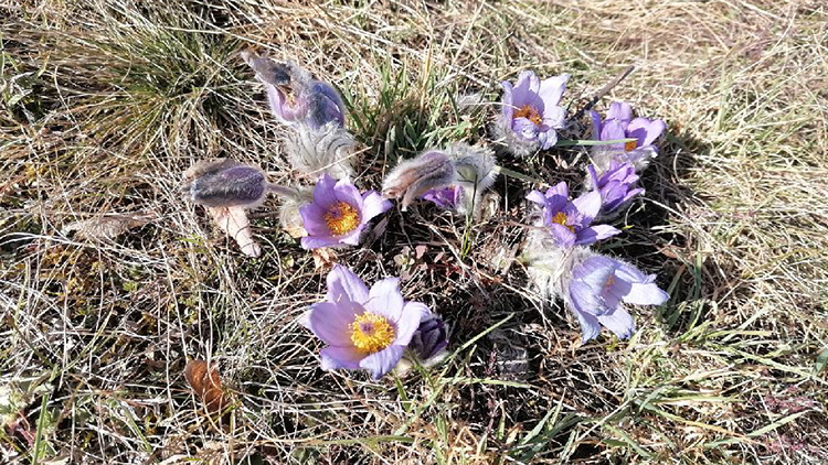 Čubernice vítá jaro!  Mávají první koniklece