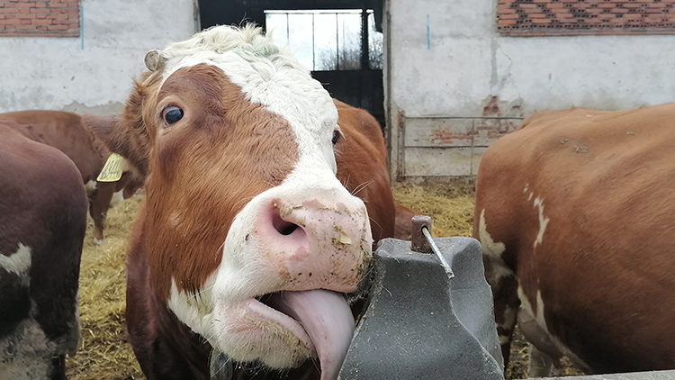 Titulek  Hele, krávo, co to jazyčisko?