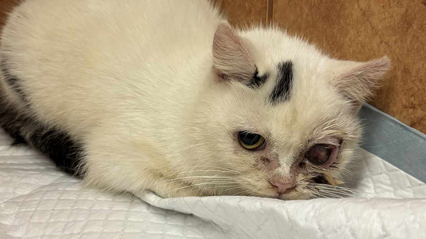 Spolku Mourek  můžete přispět!