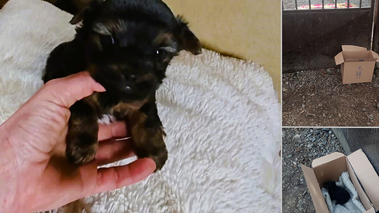 AKTUALIZOVÁNO: Odhodili třítýdenní štěně!