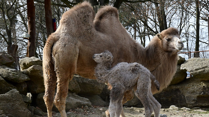 Velbloudí mláďata jsou sice hrbatá, ale nesmírně roztomilá.  Foto: Zoo Olomouc Zoo Olomouc se těší z hrbatých dětí