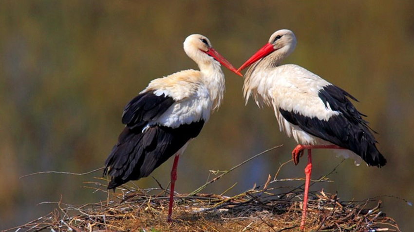 Čápi se vrátili  na komín Galy