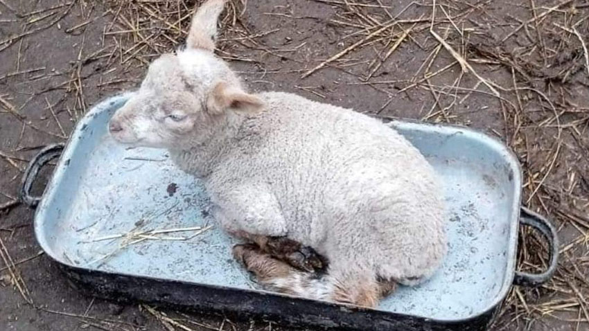 Beránek odpočívá NA PEKÁČI!