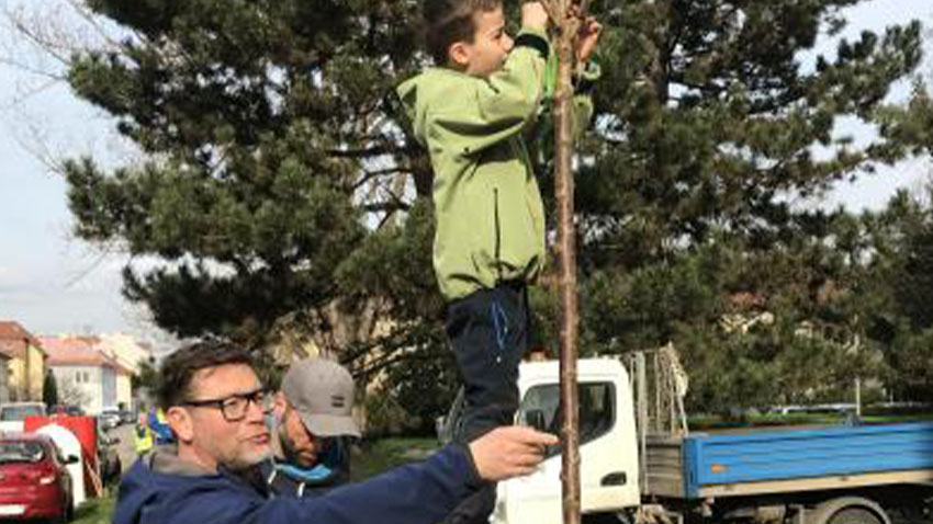 V ulicích přibylo tucet sakur