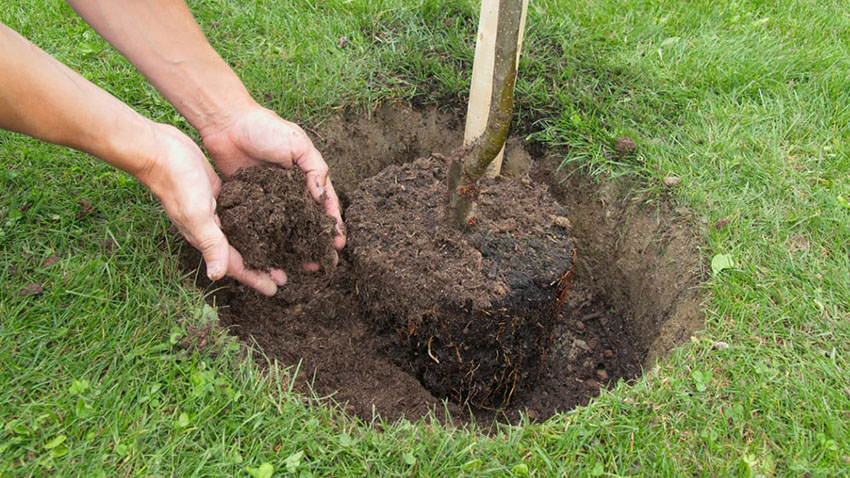 Na apríla sázeli stromy