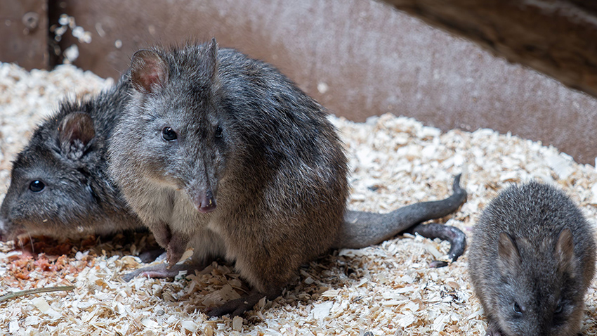 Roztomilí klokánci   mají dalšího potomka