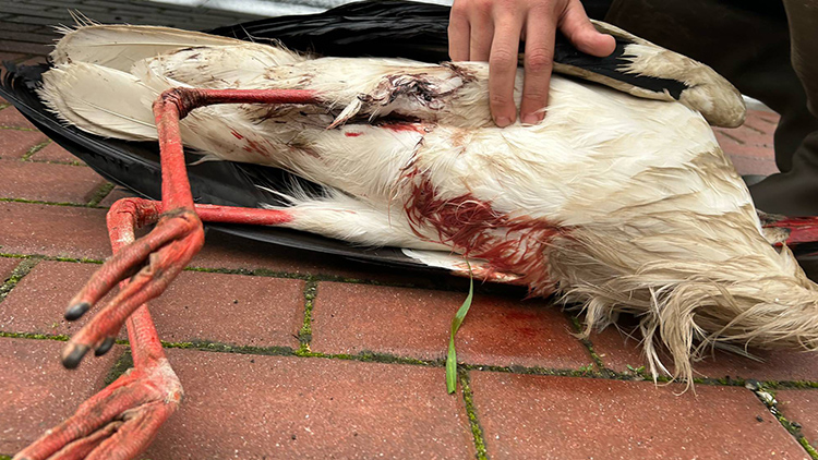 Foto Krystýna Bohatová Čáp už děti nikdy nepřinese.Podlehl následkům střelby