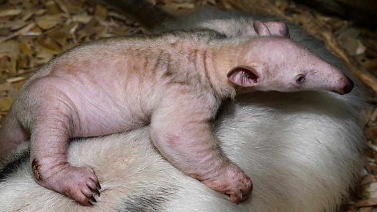 Mládě mravenečníka si život uhájilo