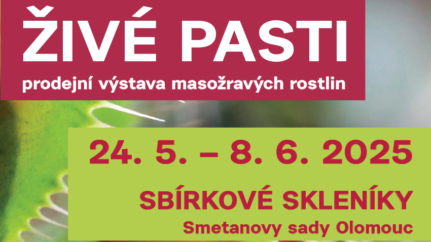 Nejúčinnější masožravá rostlina proti octomilkám i „masožravky“ z ČR. Výstava Živé pasti 2025 se blíží