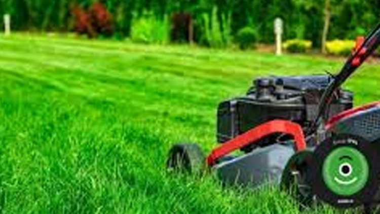 Kdy se bude sekat tráva?