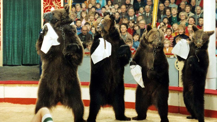 Foto zdroj internet TVTip:  Šest medvědů s Cibulkou