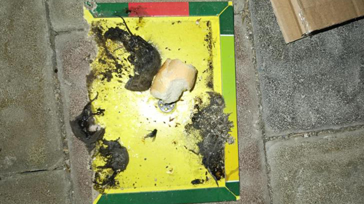 Inspektoři zavřeli sklad potravin