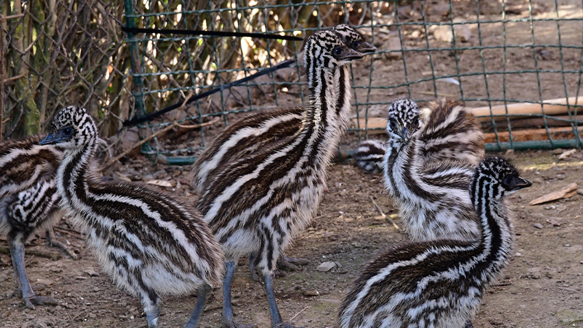 O pruhovaná ptáčata pečuje táta!