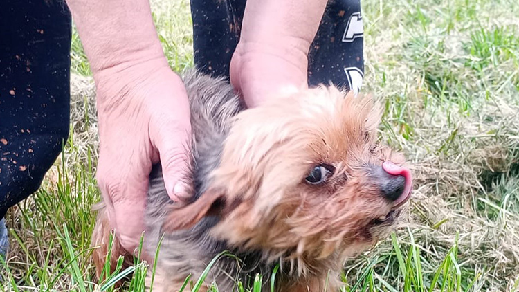 AKTUALIZOVÁNO: Nepochopitelné! Psího seniora SE ZBAVILI!