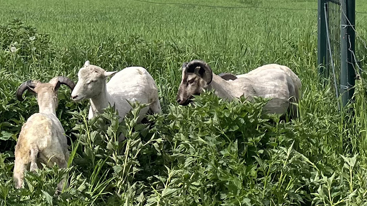 Vrchoslavice sečou  živé sekačky už 12 let!